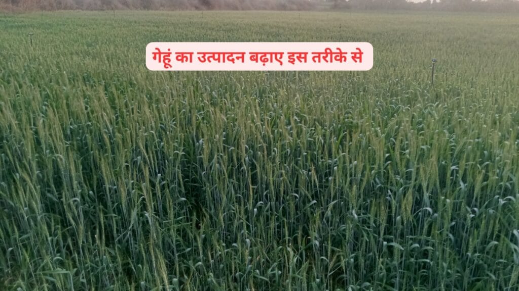 गेहूं की फसल