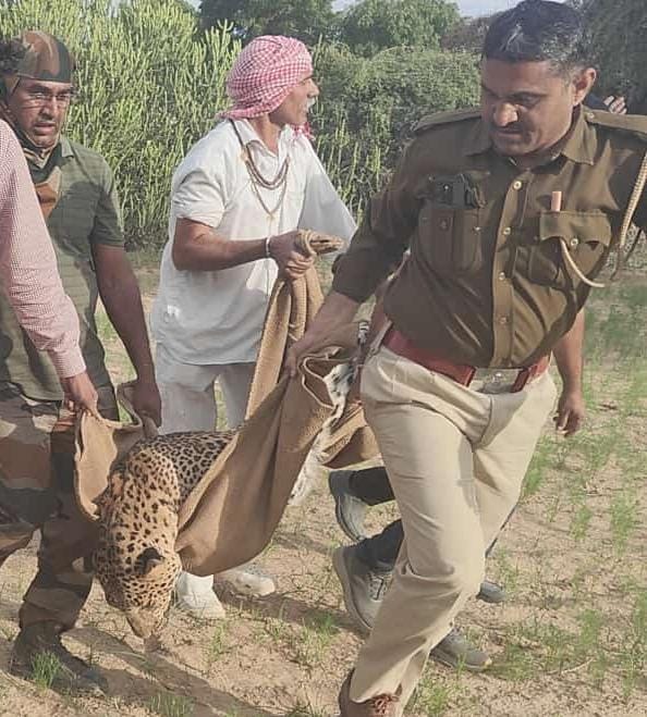 वन विभाग ने पैंथर को पकड़ा